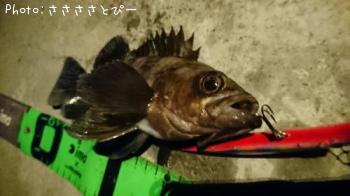 �����Х�����Х�