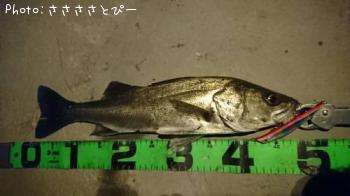 �����Х�����Х�