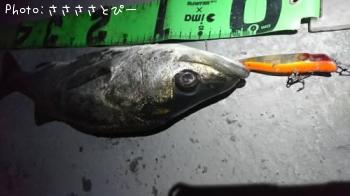 �����Х�