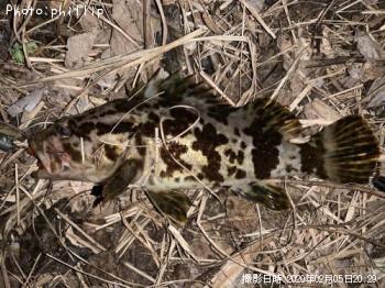 �����Υ���Х�