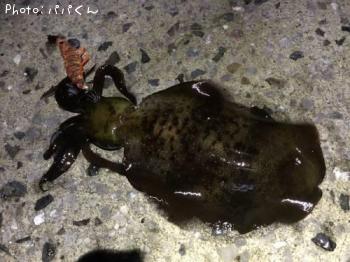 �����ꥤ��