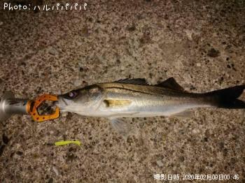 �����Х�