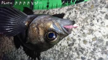 ��Х����饽��