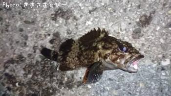 ��Х����饽��