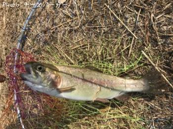 �쥤��ܡ��ȥ饦��