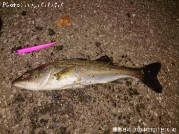 �����Х�