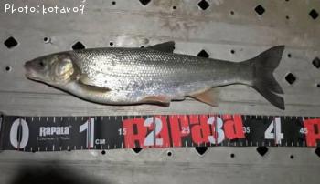 �ޥ륿������