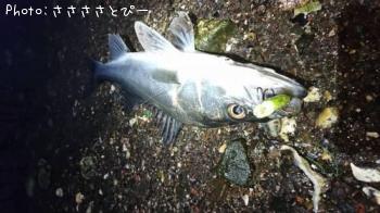 �����Х�