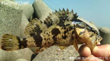 ¥¿¥±¥Î¥³¥á¥Ð¥ë