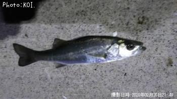 �����Х�