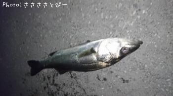 �����Х�