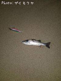 �����Х�