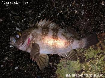 ��Х롢����