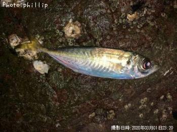 ��Х롢����