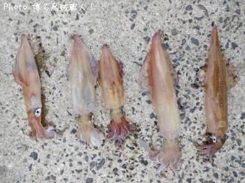 ���󥵥�����