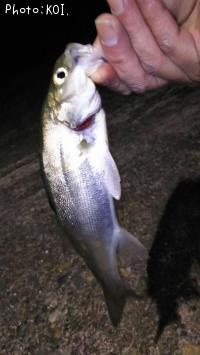 �����Х�