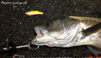 �����Х�