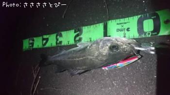シーバス