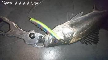 シーバス