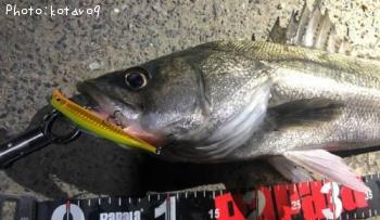 �����Х�