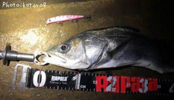 �����Х�