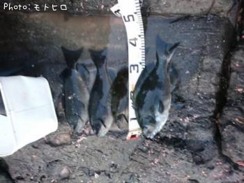 �����᥸��