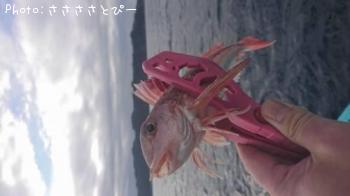 ��󥴥���������ƻ