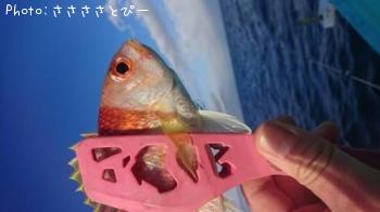 ��󥴥���������ƻ