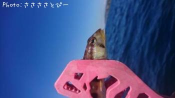 ��󥴥���������ƻ