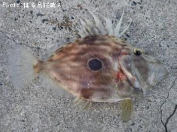 �ޥȥ�����