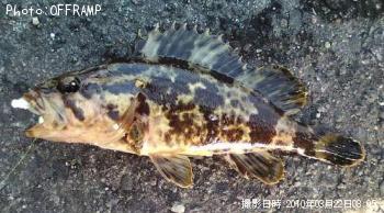 ¥¿¥±¥Î¥³¥á¥Ð¥ë