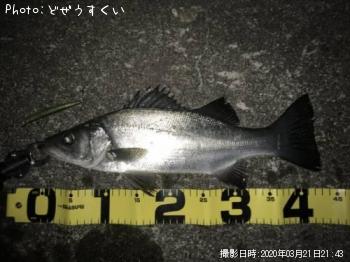 �����Х��ʥҥ饻������