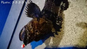 ¥á¥Ð¥ë¡õ¥à¥é¥½¥¤