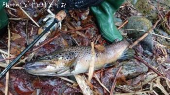 �֥饦��ȥ饦��