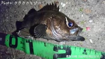 ��Х�������Х�