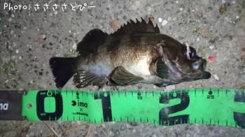 ��Х�������Х�