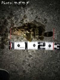 �٥å�������