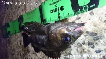 ¥á¥Ð¥ë¡õ¥·¡¼¥Ð¥¹