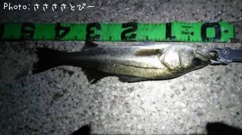 ¥á¥Ð¥ë¡õ¥·¡¼¥Ð¥¹