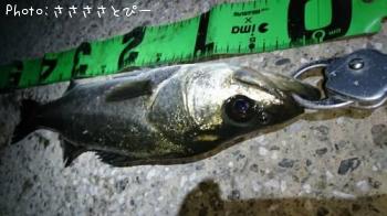 ¥á¥Ð¥ë¡õ¥·¡¼¥Ð¥¹