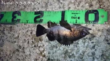 ¥á¥Ð¥ë¡õ¥·¡¼¥Ð¥¹