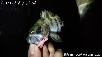 ¥á¥Ð¥ë¡õ¥·¡¼¥Ð¥¹