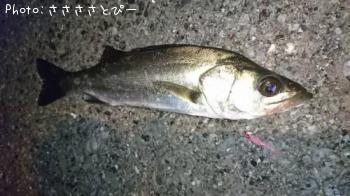 ¥á¥Ð¥ë¡õ¥·¡¼¥Ð¥¹