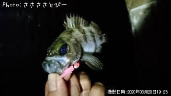 ¥á¥Ð¥ë¡õ¥·¡¼¥Ð¥¹