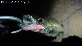 ¥á¥Ð¥ë¡õ¥·¡¼¥Ð¥¹