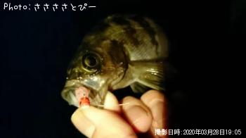 ¥á¥Ð¥ë¡õ¥·¡¼¥Ð¥¹