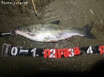 ¥Þ¥ë¥¿¥¦¥°¥¤