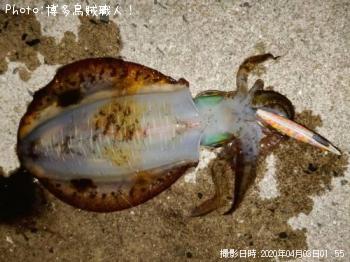 �����ꥤ��