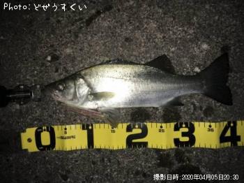 ¥·¡¼¥Ð¥¹¡Ê¥Ò¥é¥»¥¤¥´¡Ë