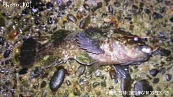 ��饽��